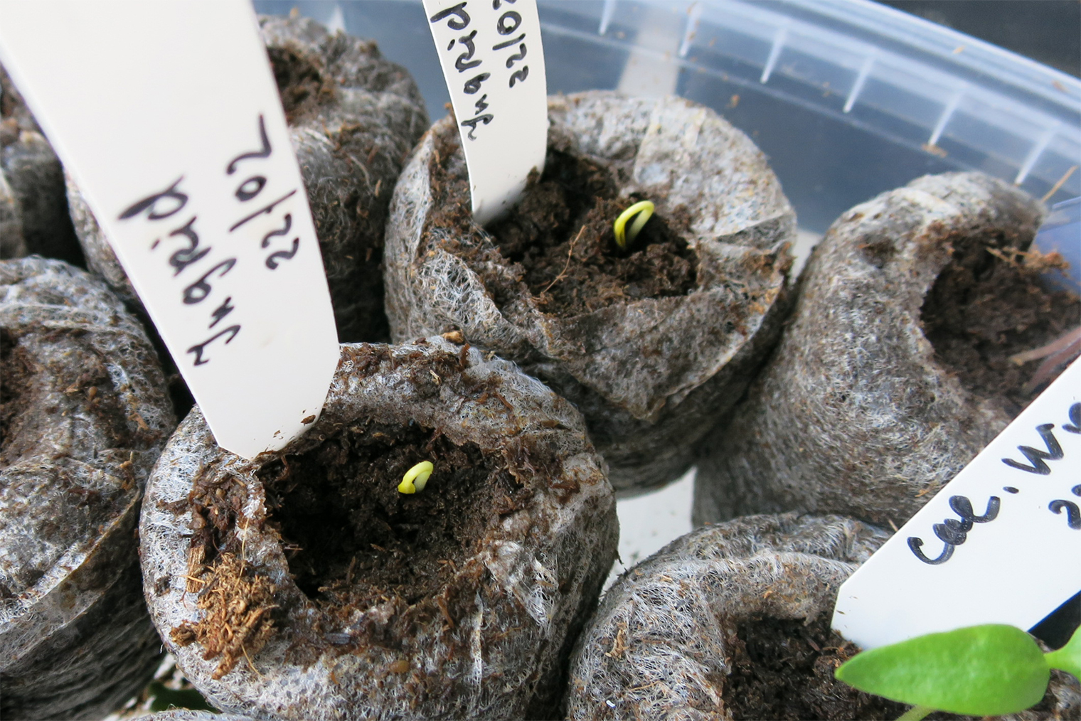 Эти всходы еще в стадии «петелек» — не появились полностью над поверхностью земли и не сбросили оболочку семечка. Но они уже нуждаются в освещении