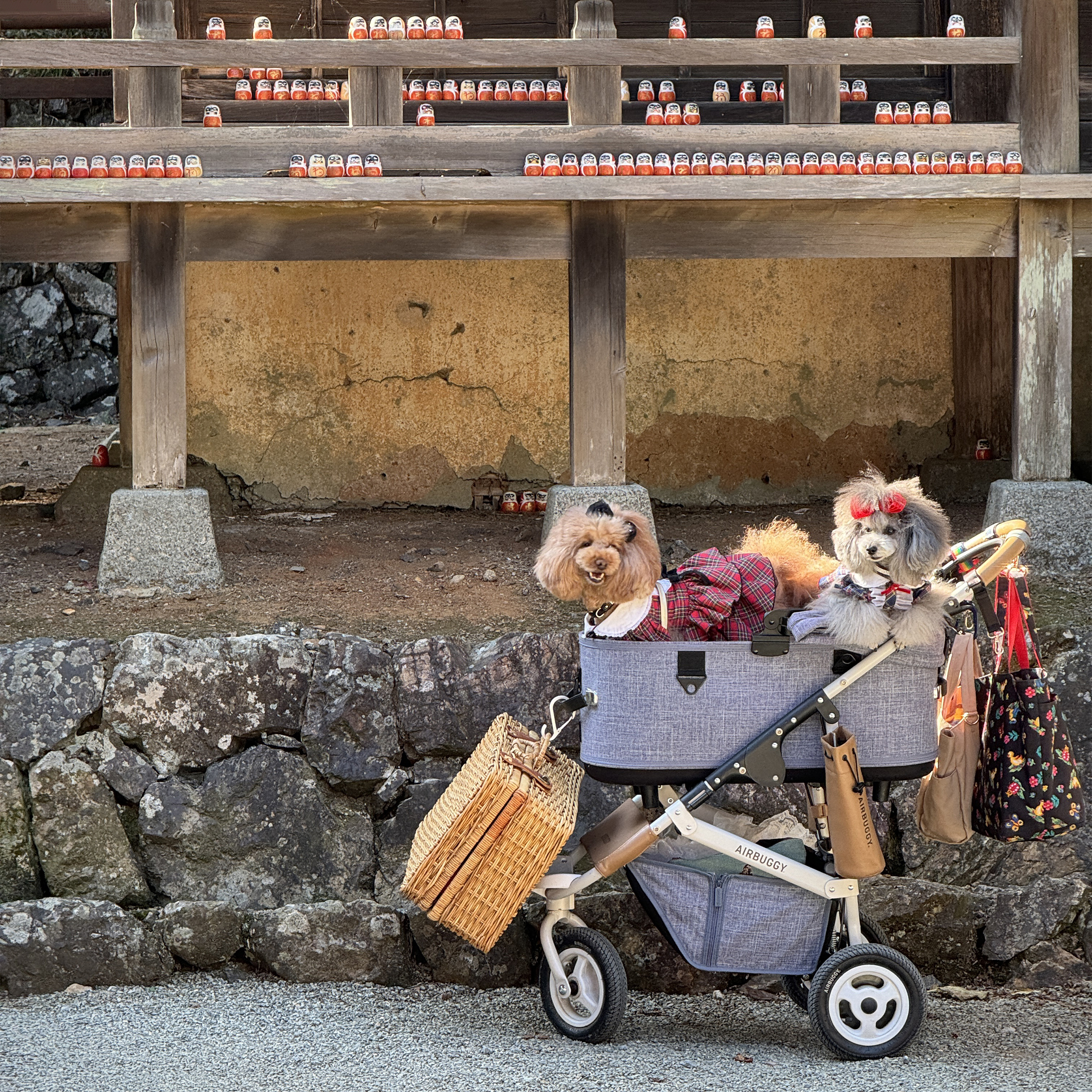 Не смогла удержаться и не сфотографировать двух песелей в Кацуо-дзи. Многие японцы относятся к домашним животным как к детям, например возят их в колясках. Мне показалось это хорошим кадром, снова с рядами дарум на заднем фоне