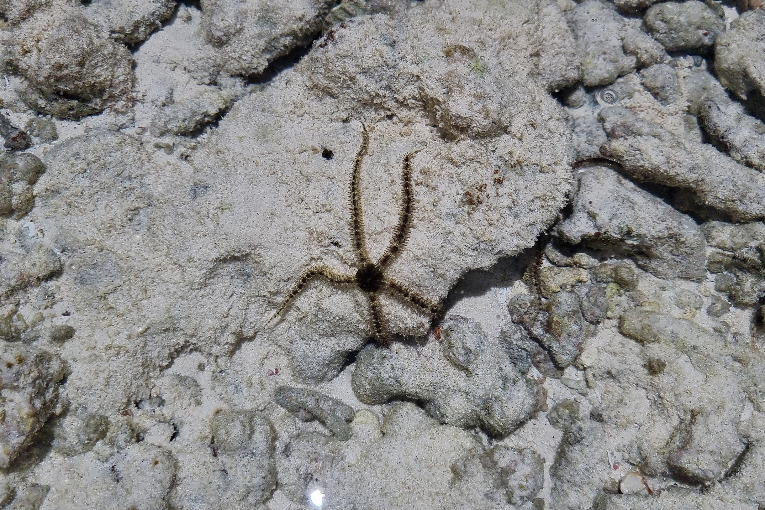 Это офиура — родственница морских звезд с длинными гибкими лучами, которая тоже живет на морском дне