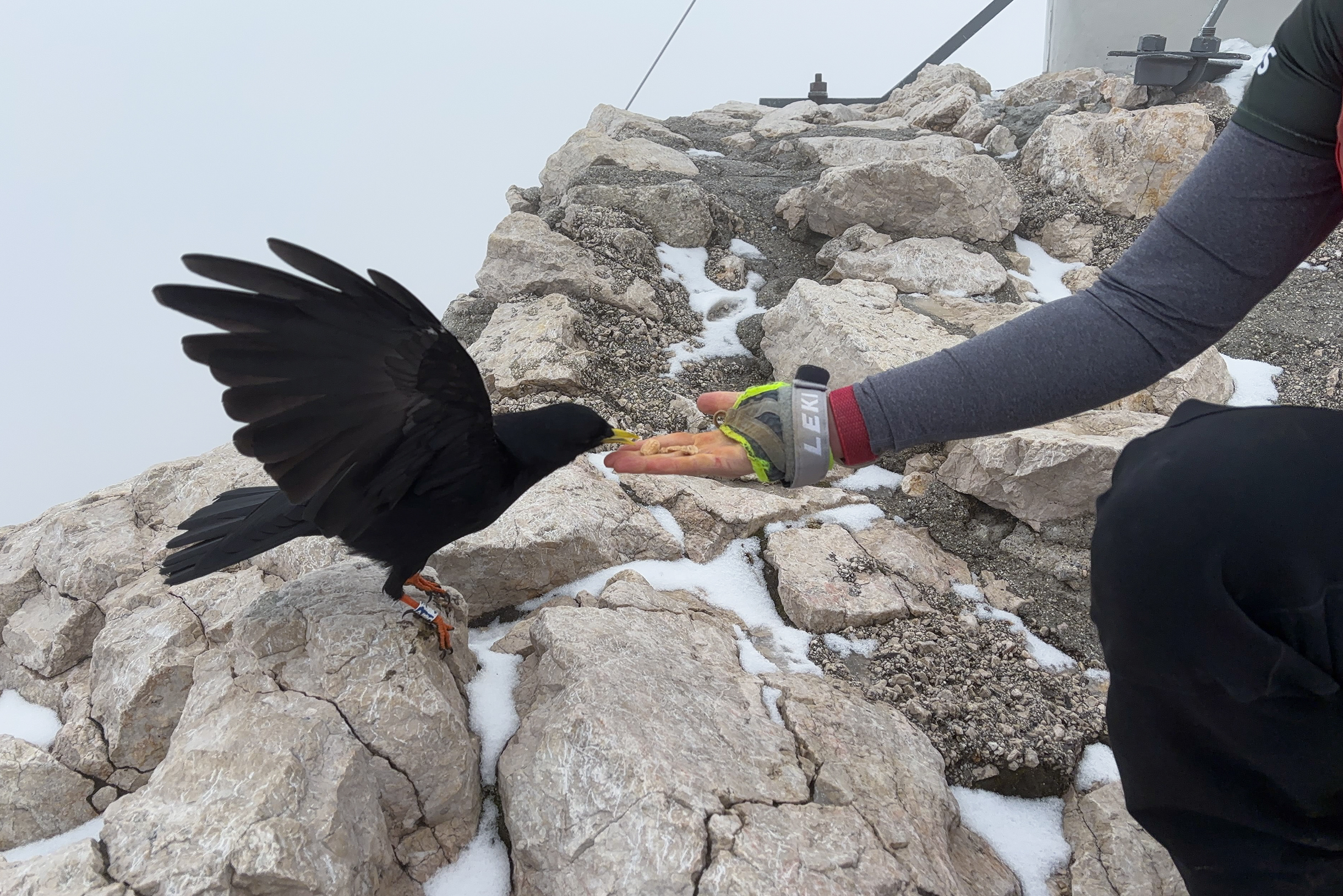 Это альпийская галка. Они живут высоко в горах, от 2 000 метров над уровнем моря. Очень любят туристов и альпинистов, не стесняются подлететь поближе и выпросить еду. На горе были только мы вдвоем, пришлось достать ореховую смесь и принести жертву горному богу. Совершенно нас не боялась