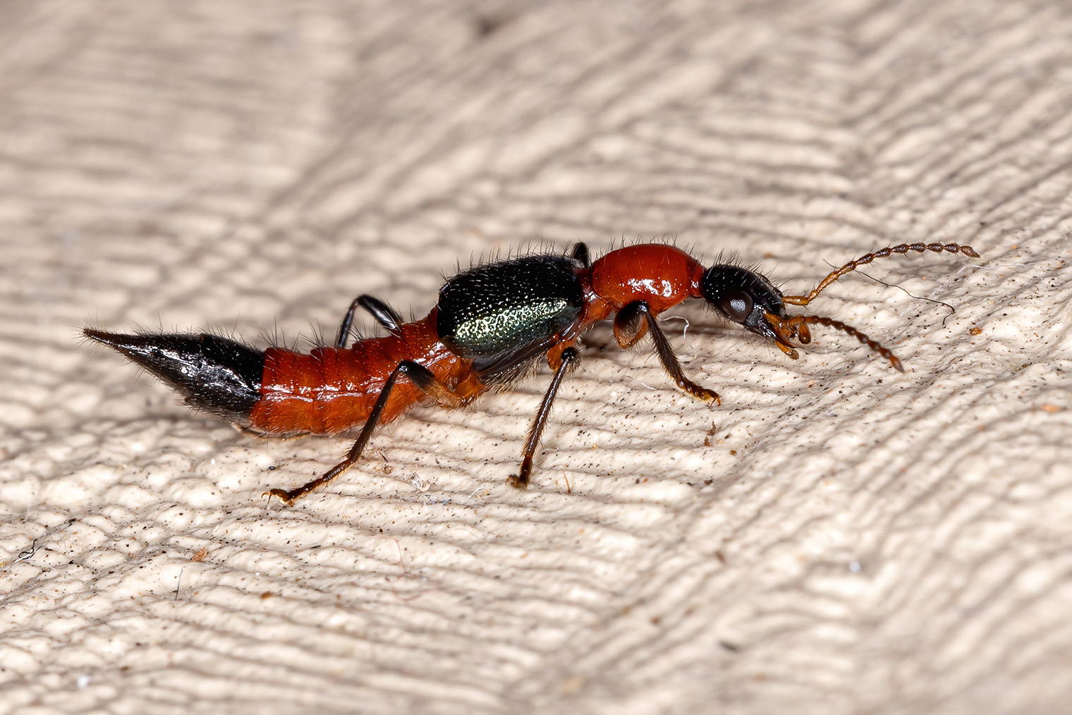 Внешне томкат может напоминать муравья, но его легко отличить по полосатому оранжево-черному окрасу. Почему жука так назвали — неизвестно. В биологии вид называется Paederus — стафилиниды-синекрылы. Фотография: ViniSouza128 / iStock