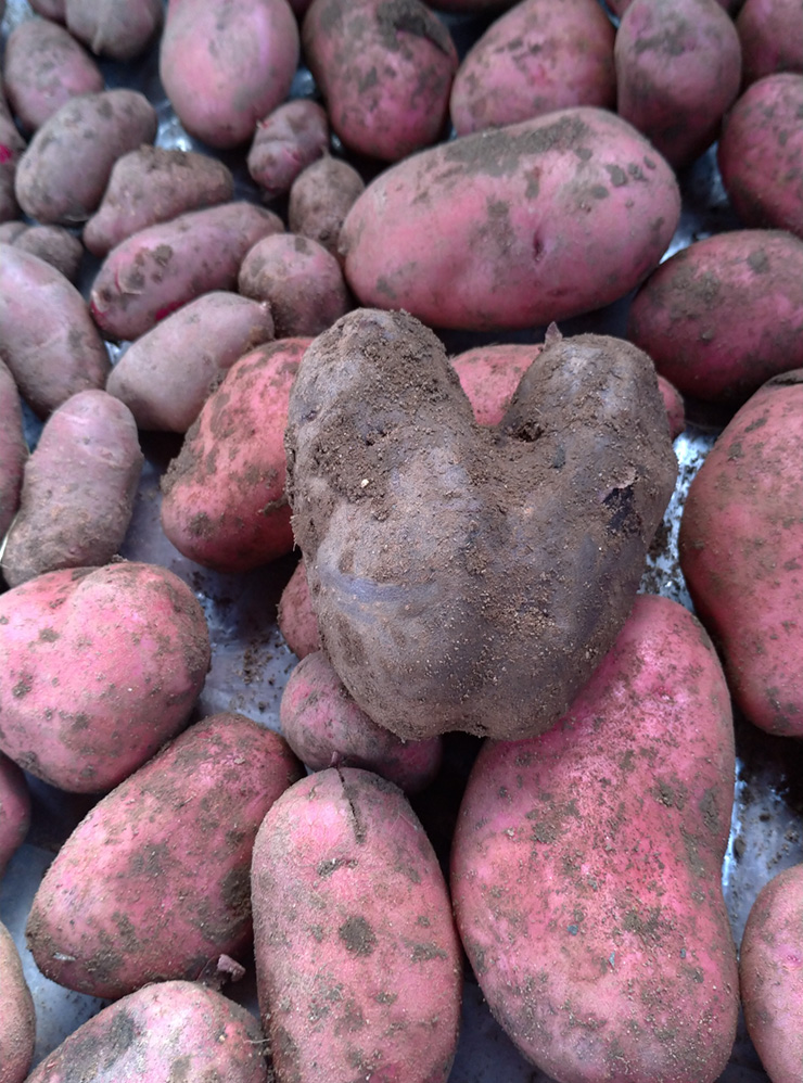 Картошка в виде сердца — «вителот», остальная — «клюква»