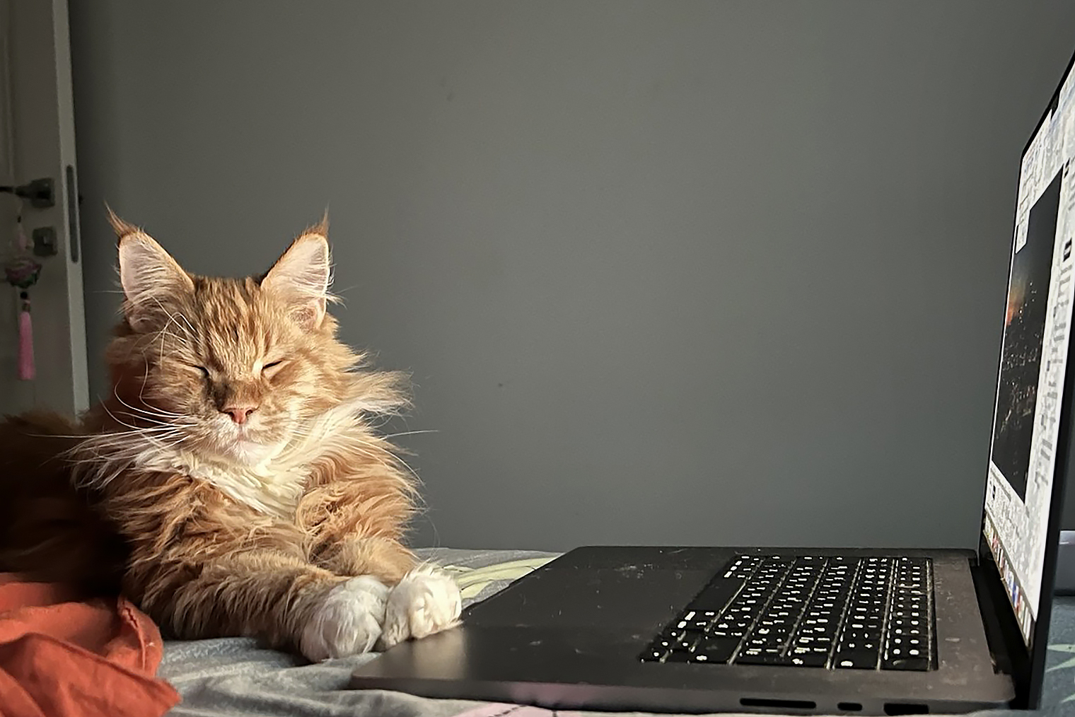 Кот помогает мне учиться дома