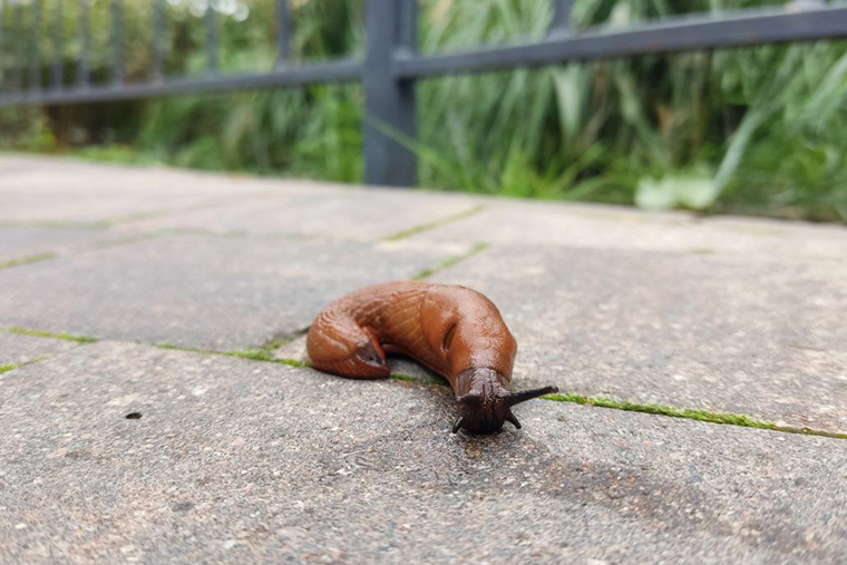 Такой огромный слизень мне попался