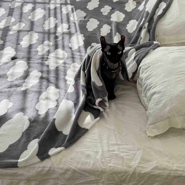 Вы только посмотрите на эту морду криминальную