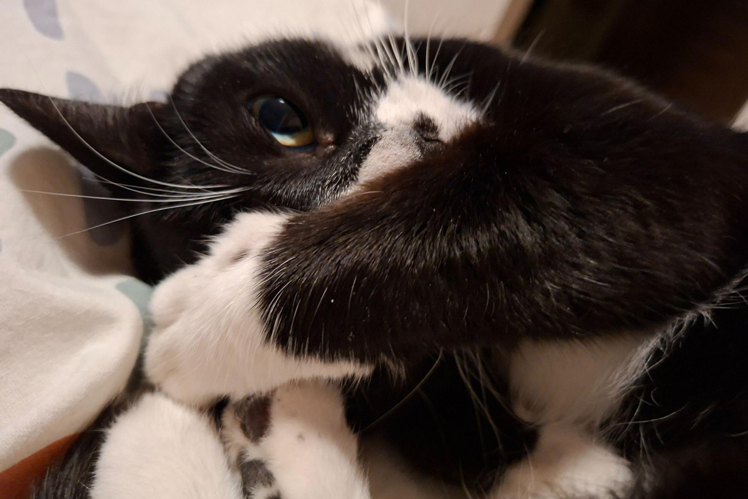 Кошка уже в кровати