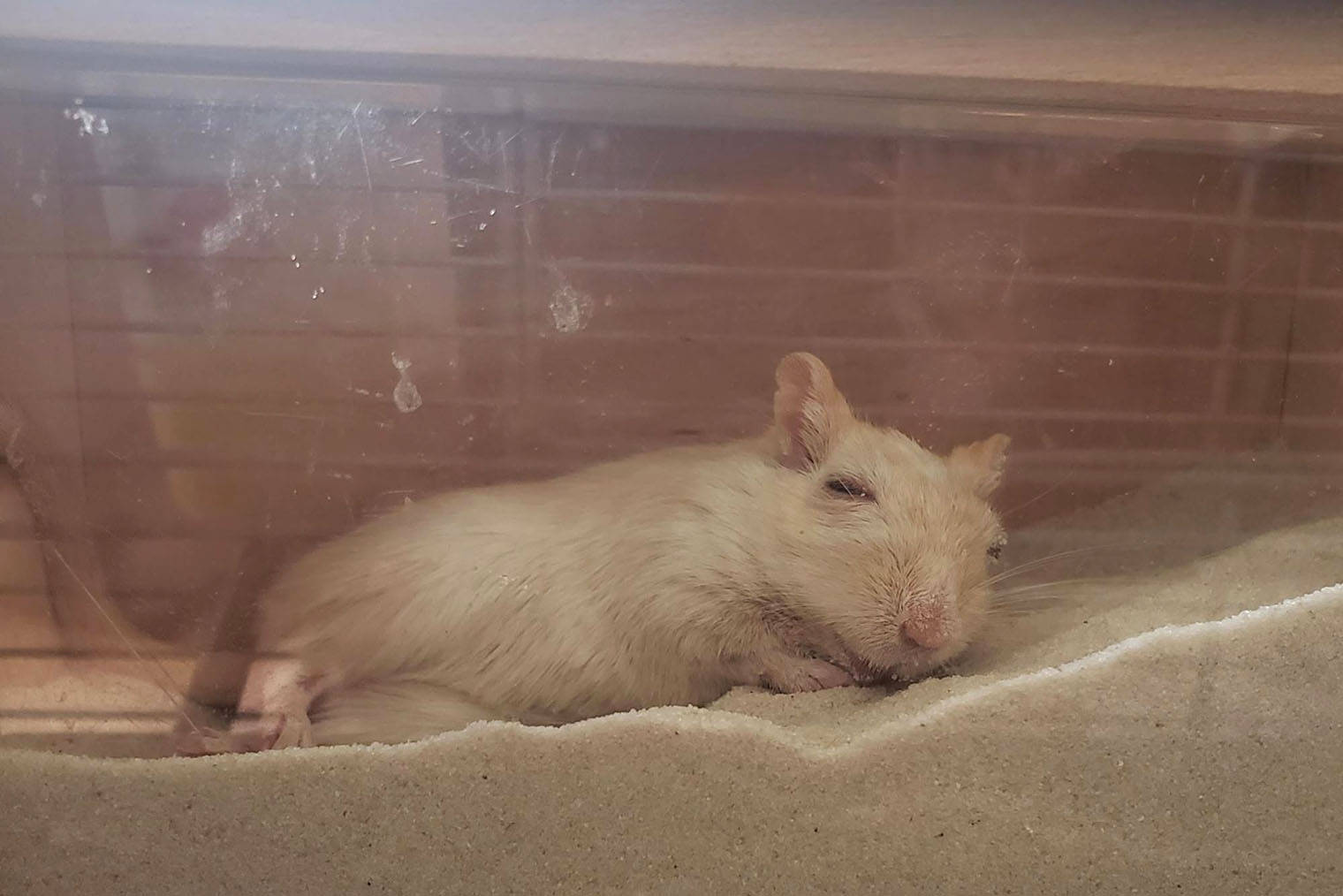 Моя песчанка