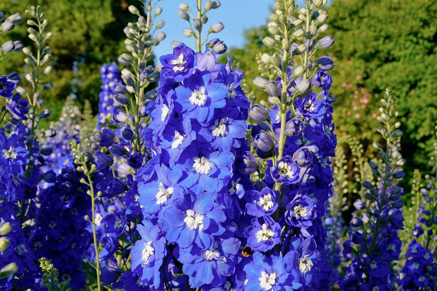 Дельфиниум цветет на участке с начала июня до середины августа. © Julia Faerber Summer 23 / Shutterstock / FOTODOM