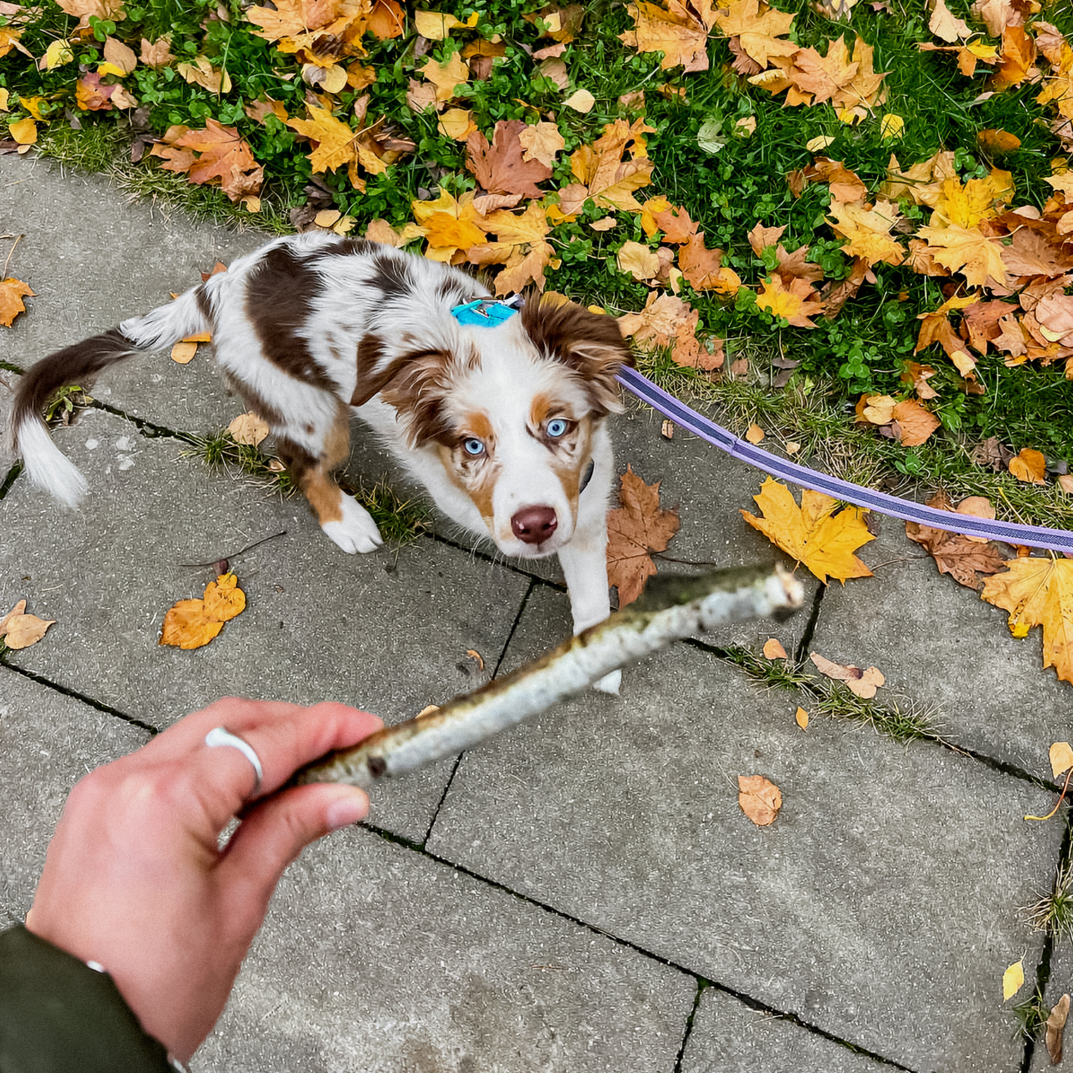 Недавно у нас появился щенок аусси Сириус. Он суперласковый и веселый парень, которого еще предстоит воспитать. Пока о хороших манерах он узнает в основном от кота
