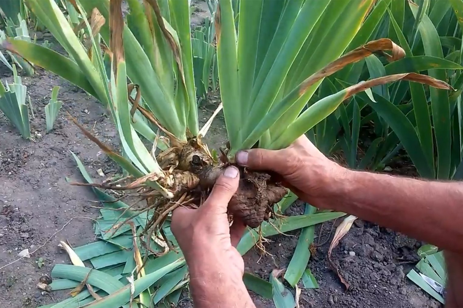 У этого ириса четыре розетки, каждая растет от своей части корня. Значит, этому растению четыре года. © youtu.be