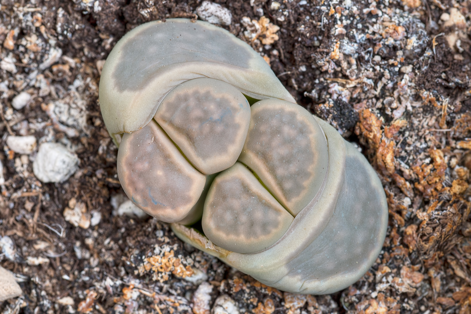 В домашних условиях литопсы обычно живут до 20 лет, но в одном британском ботаническом саду колония литопсов существует уже более века. Фотография: Sarah2 / Shutterstock / FOTODOM