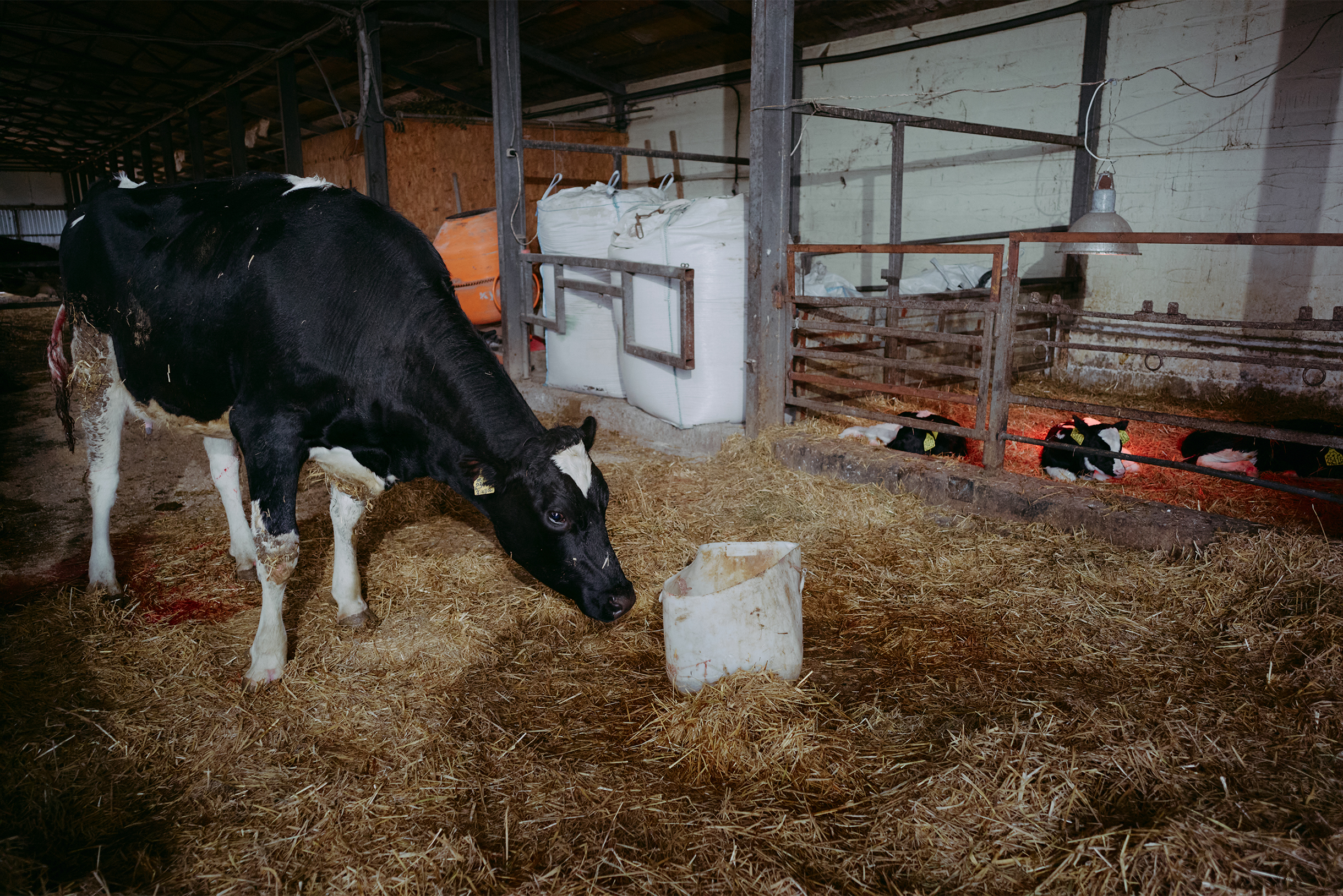 В те годы инвесторы охотнее вкладывались в мобильные приложения, а не в доильных роботов