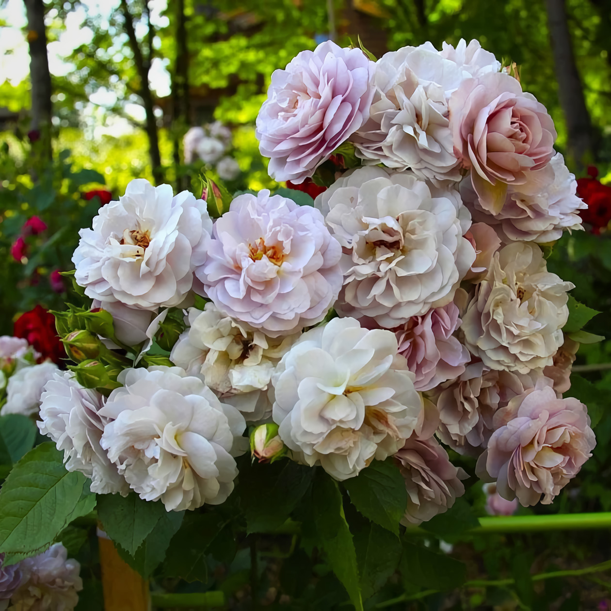 Сортовая кустовая роза выглядит шикарно, но очень капризная. Источник: zpitomnik.ru