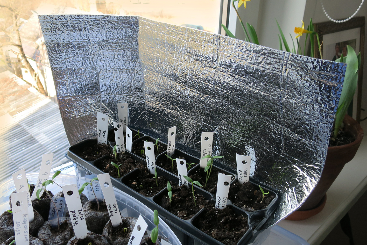 Кусок подложки под ламинат — и у вас лучшая рассада в городе. Он отражает свет, и сеянцы лучше растут