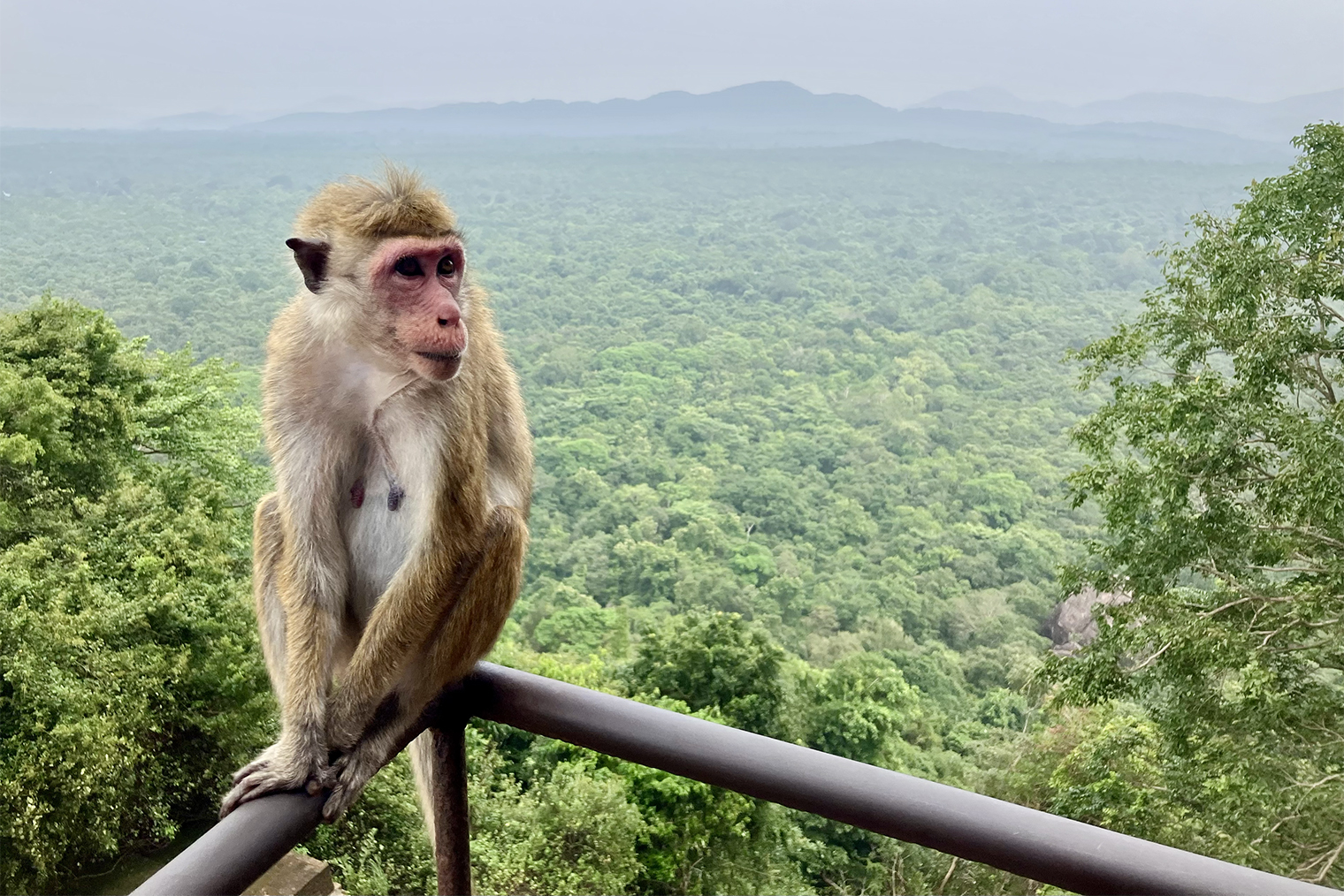 Наверх ведут 1 200 ступенек. Подъем занял меньше часа со всеми перерывами на рассказ гида. Пока шли по лестнице, вокруг открывались виды на бескрайние джунгли