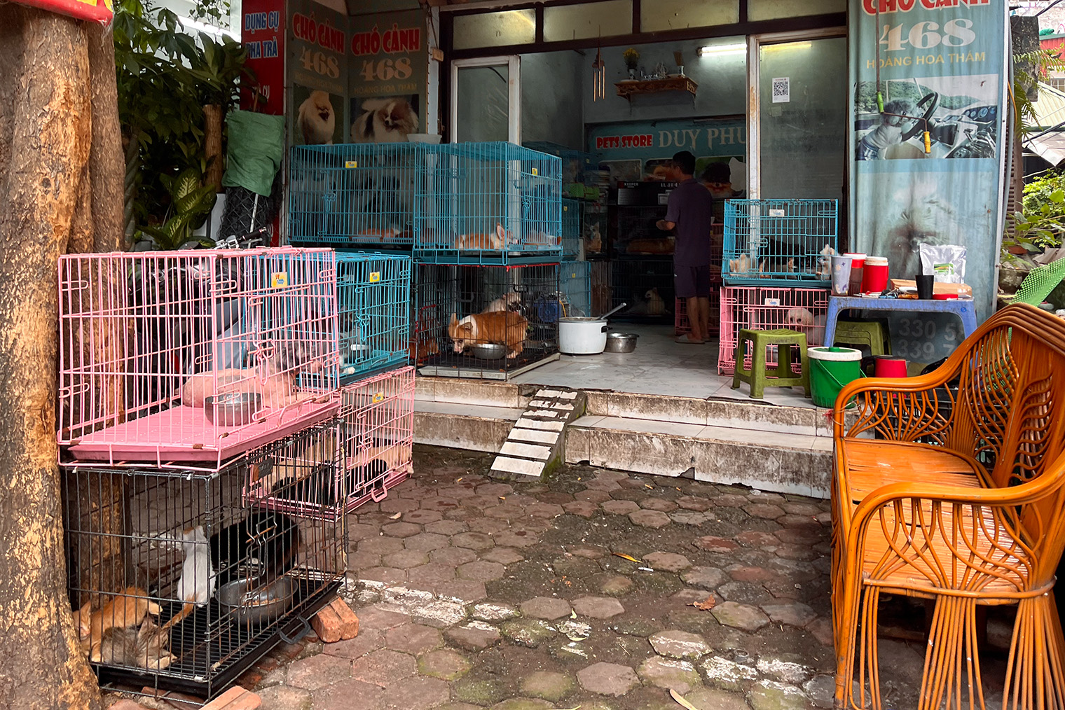 Я сделала это фото в 10:00. На улице стояла сильная жара, и животным было негде укрыться