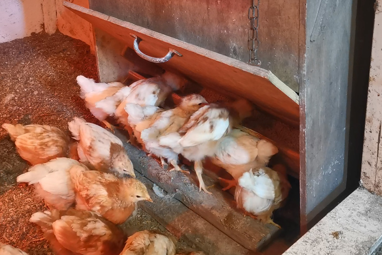 Уход за индюшками: выращивание птенцов в домашних условиях