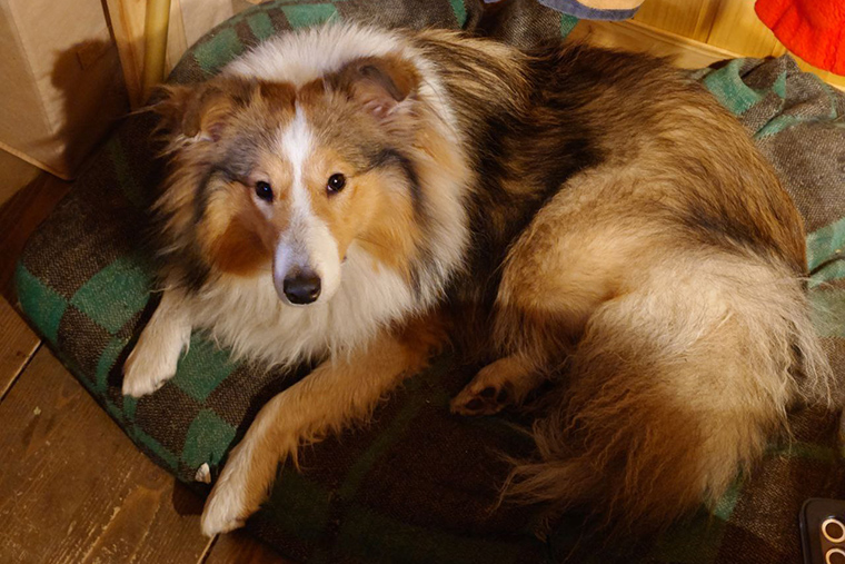 Собака отдыхает на коврике