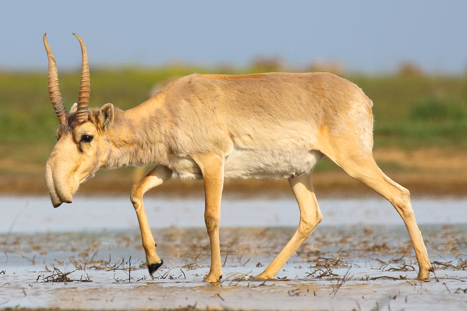 Сайгак в Черных землях. © Andrey Giljov / Wikimedia