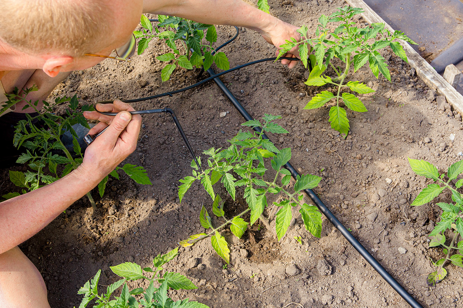 Для точечного полива отдельных растений удобнее, если трубки подводятся к каждому корню. Фото: FotoHelin / Shutterstock