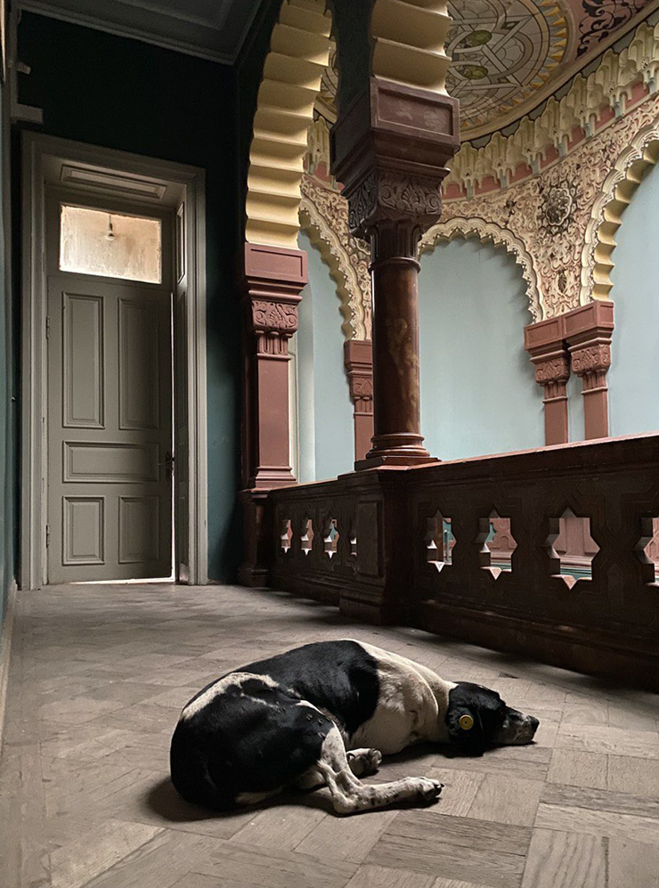 Собаки в Тбилиси чувствуют себя комфортно и сами выбирают, в каком особняке поспать
