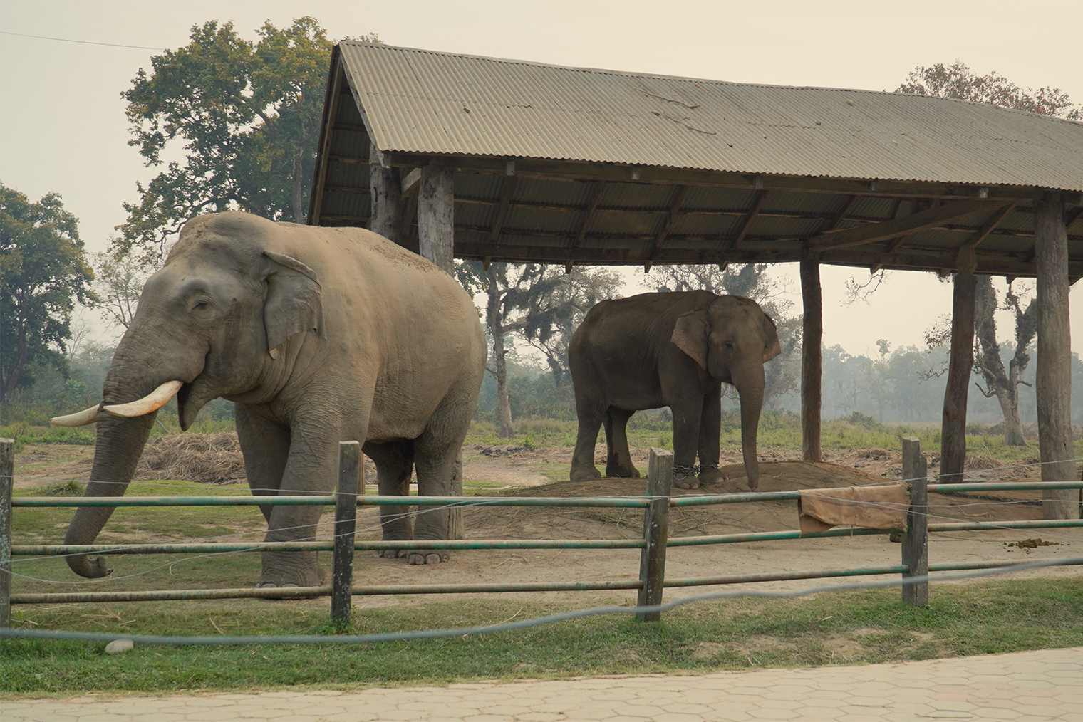 В центр подготовки слонов в Саурахе нередко заглядывают дикие слоны