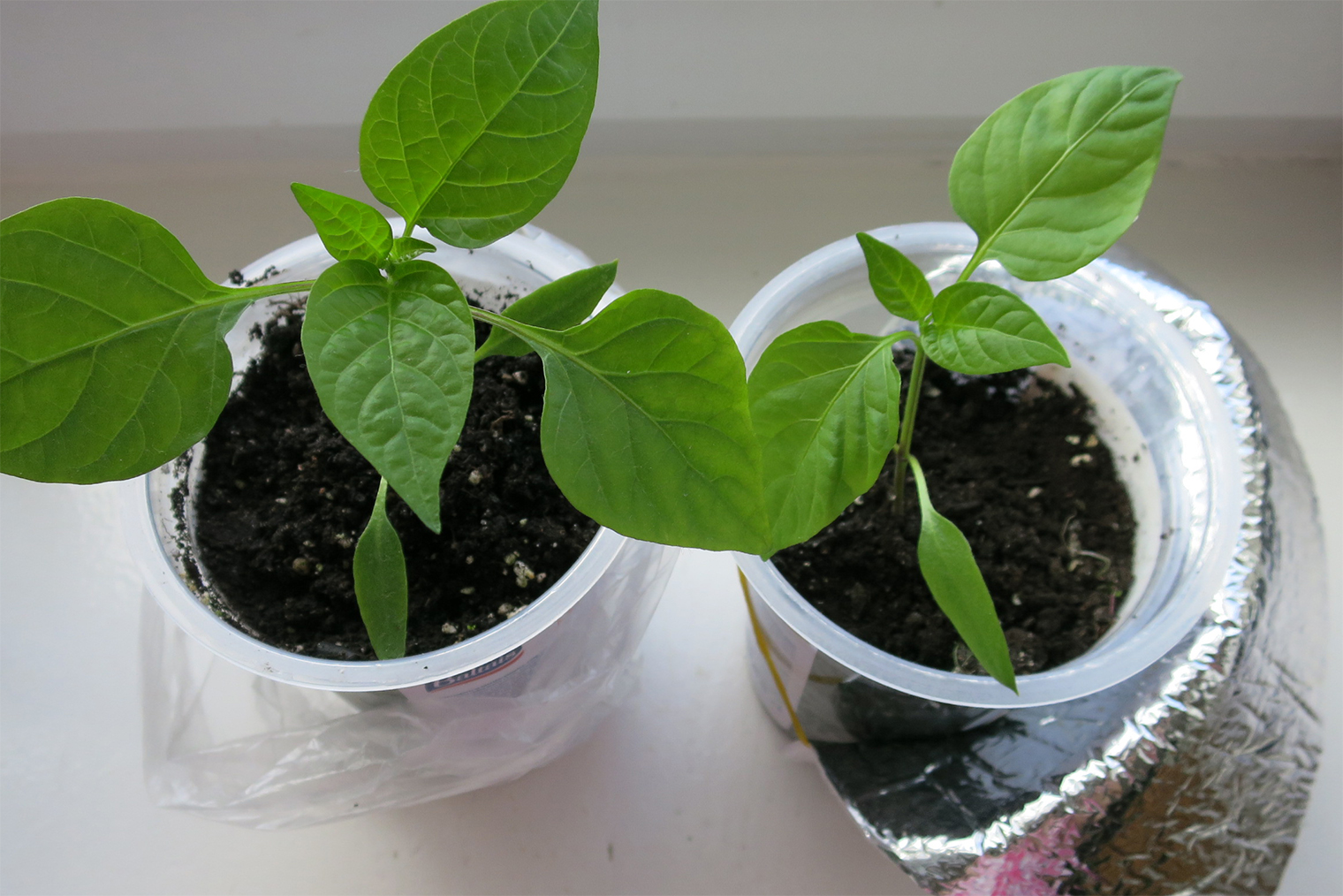 Слева — перец, выращенный под фитолампой мощностью 36 Вт и естественным освещением на полке в глубине комнаты, перец справа рос на подоконнике с экраном из фольги. Разница есть, но незначительная для покупки специальных ламп