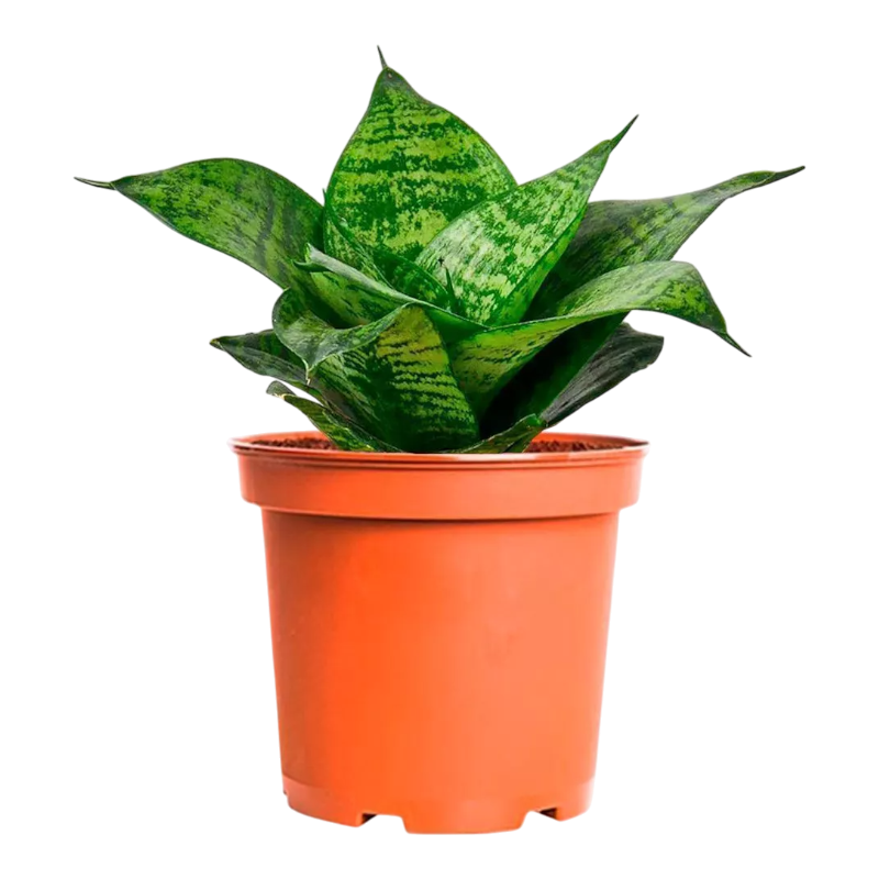 Сансевиерия