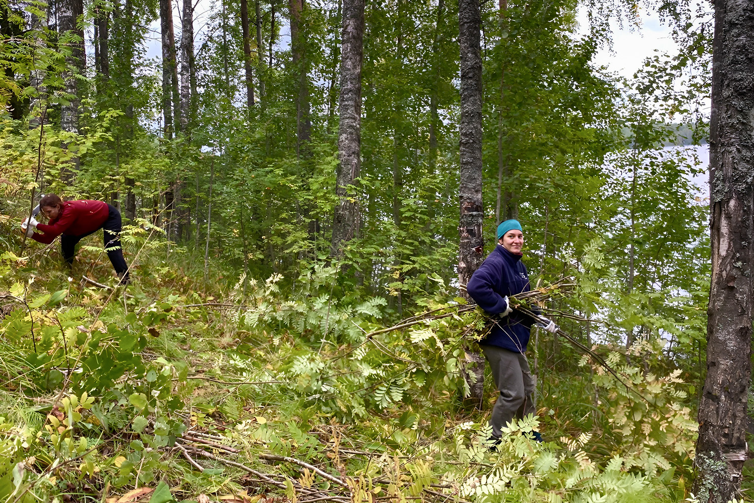 Во время волонтерства приходится облагораживать ландшафт: рубить мелкие деревья и кустарники. Источник: соцсети Кенозерского национального парка