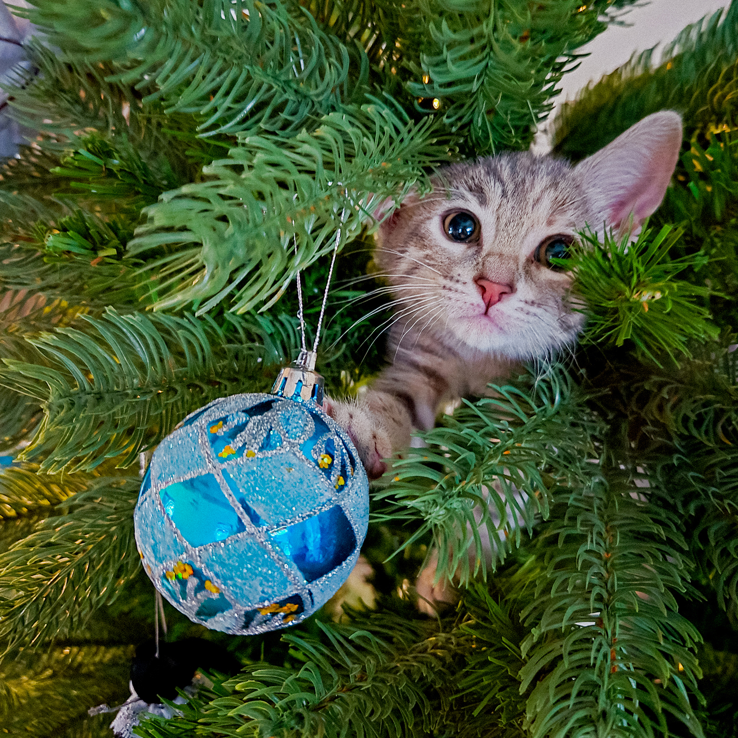 За день до Нового года у нас появилась Лея