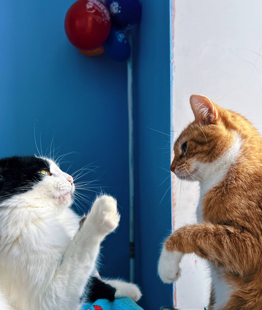 Как за 12 лет я приютила пятерых котов в Санкт-Петербурге