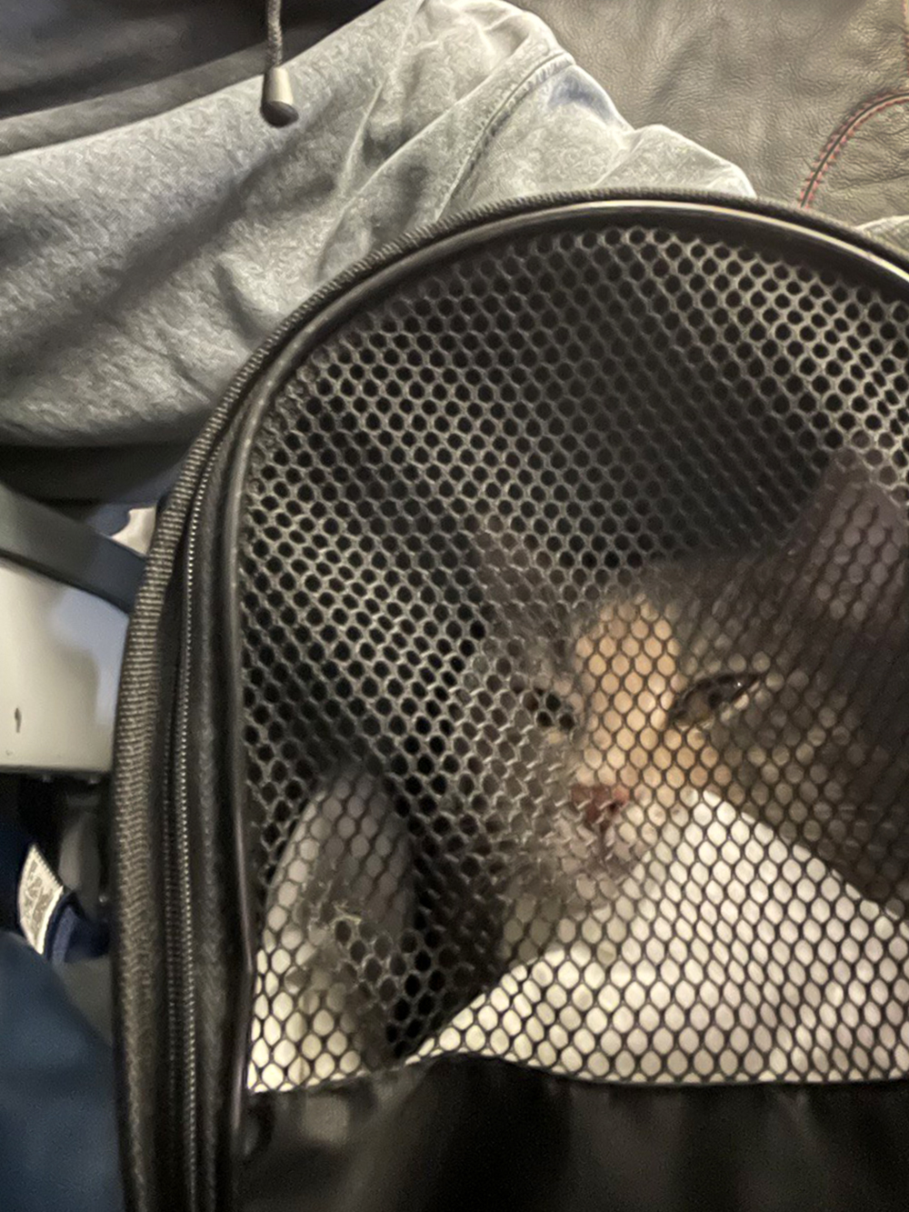 Первые часы в аэропорту и самолете кошка была спокойна благодаря выпитому лекарству. Потом с интересом наблюдала за окружающим миром