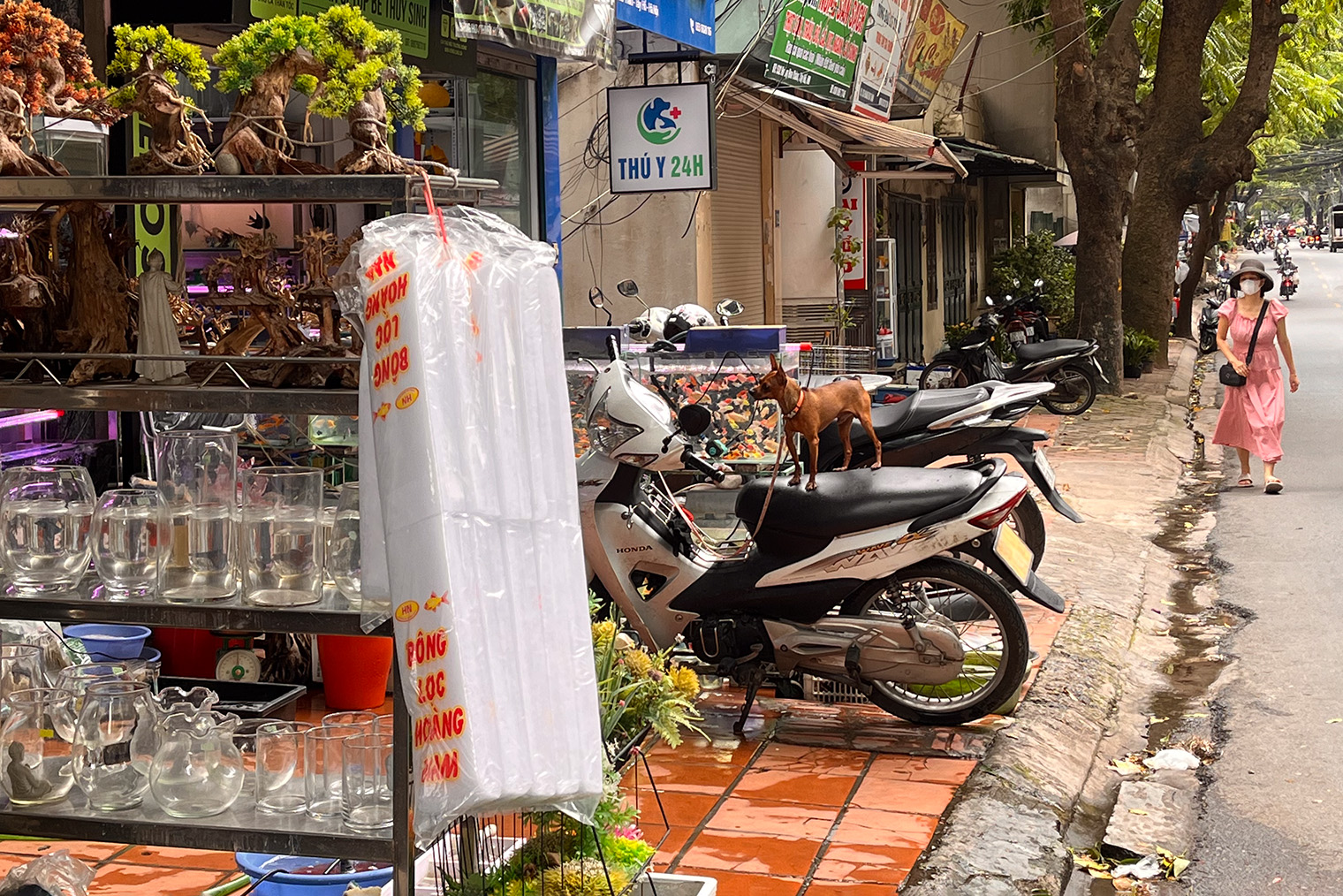 Маленькая собачка покорно ждет своего хозяина на байке. Точно так же она путешествует — просто балансирует на сиденье во время движения