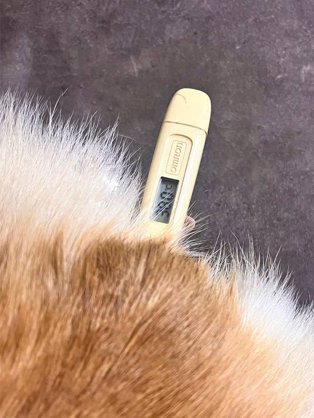 Перед родами измеряем температуру у Одри