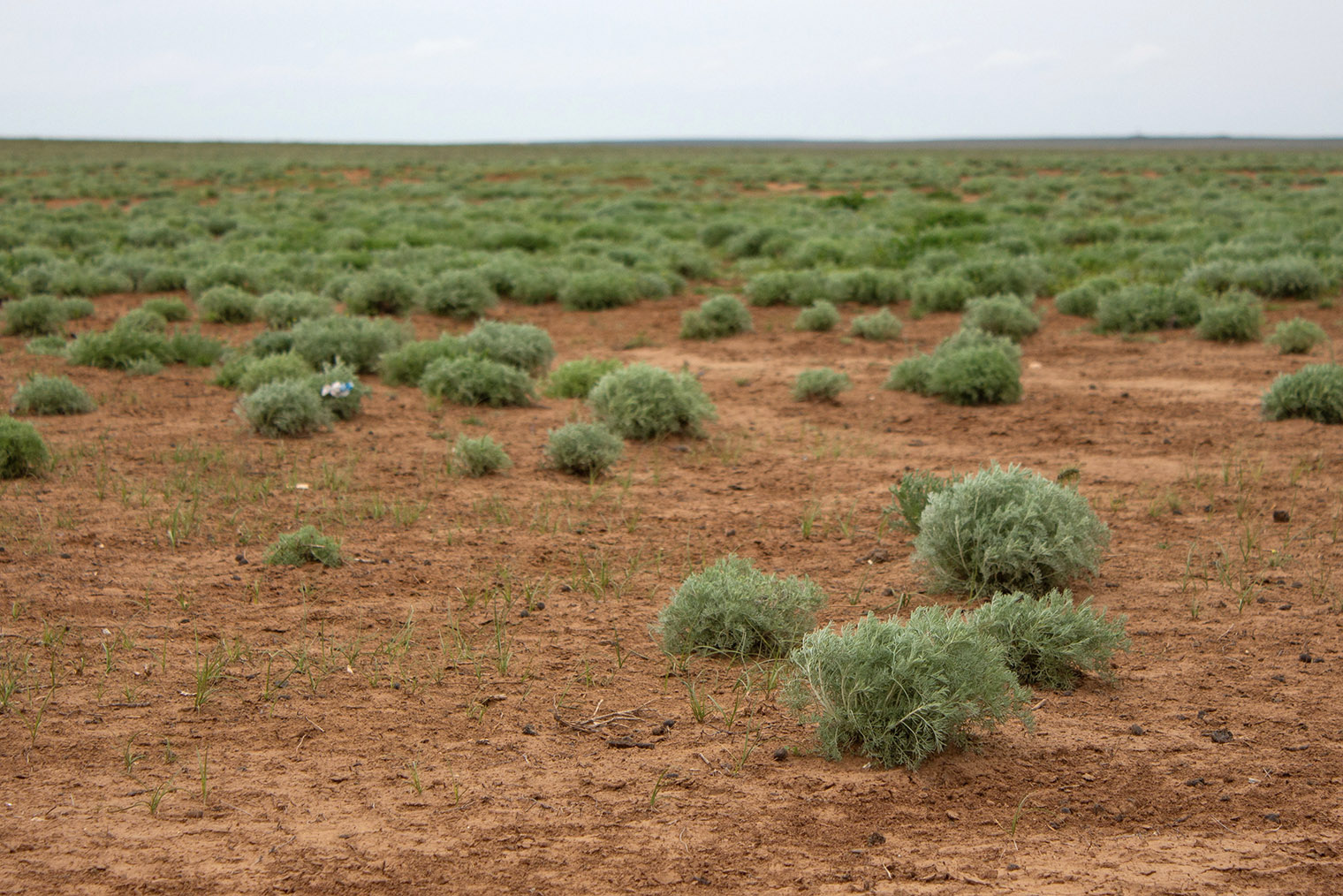 Я не видела в заповеднике сайгаков, и теперь это моя новая мечта