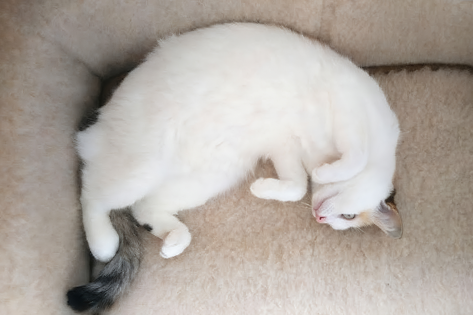 Купили кошке лежанку из овечьей шерсти, чтобы она не мерзла зимой