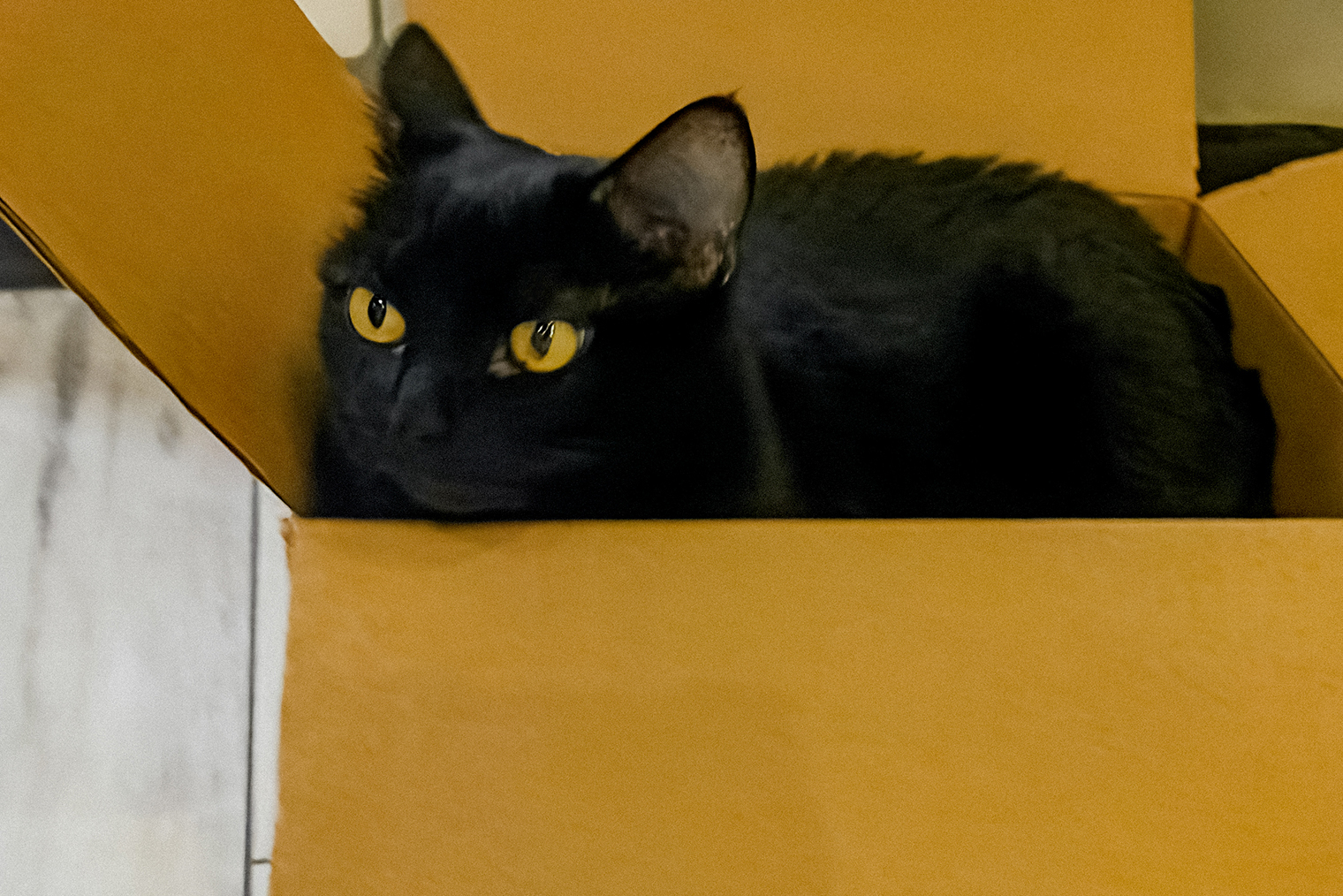 Наша кошка очень ревниво относится к своей коробочке