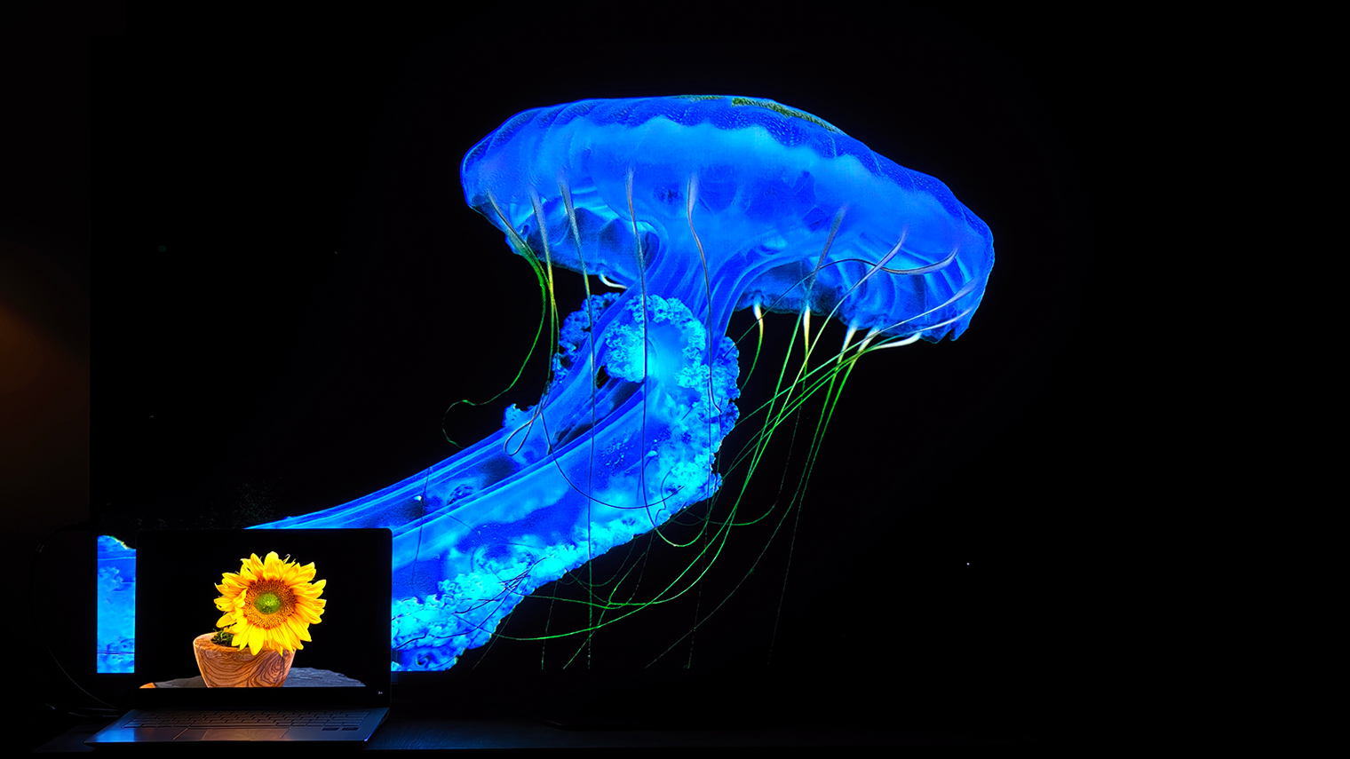 Если выключить свет, то уровень черного на двух экранах окажется сравнимым. Вокруг медузы можно заметить легкое синеватое свечение — ореол, но в моделях с большим числом зон подсветки этот эффект не сильно мешает