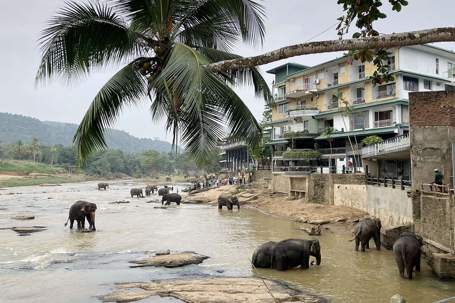 Еще одна остановка на маршруте — популярное место, засветившееся в соцсетях. Отель Elephant Bay в Пиннавеле известен тем, что каждый день с его террасы можно наблюдать за купанием слонов. Животных сюда приводят из питомника неподалеку. Быть ближе к природе круто, но даже со стороны опасно: во время купания один из слонов неожиданно взял из воды камень и бросил так, что почти выбил чью-ту дверь в отеле напротив. Кстати, на память можно купить интересный сувенир: в специальных магазинах продают бумагу из слоновьих фекалий