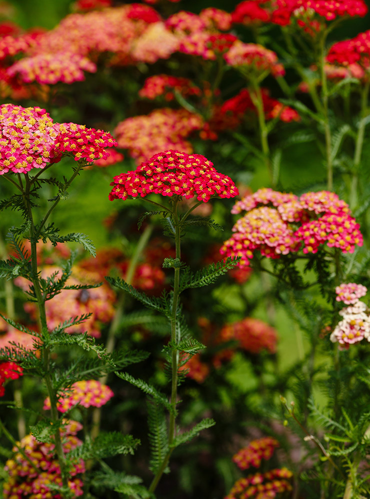 Тысячелистник с красными соцветиями. Фотография: Flower_Garden / Shutterstock / FOTODOM