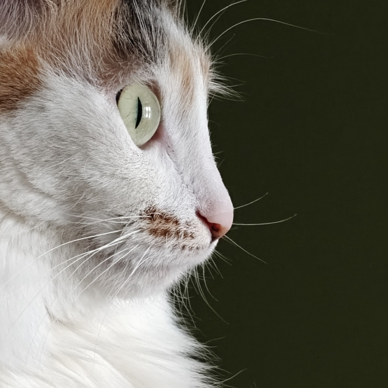 Кошка