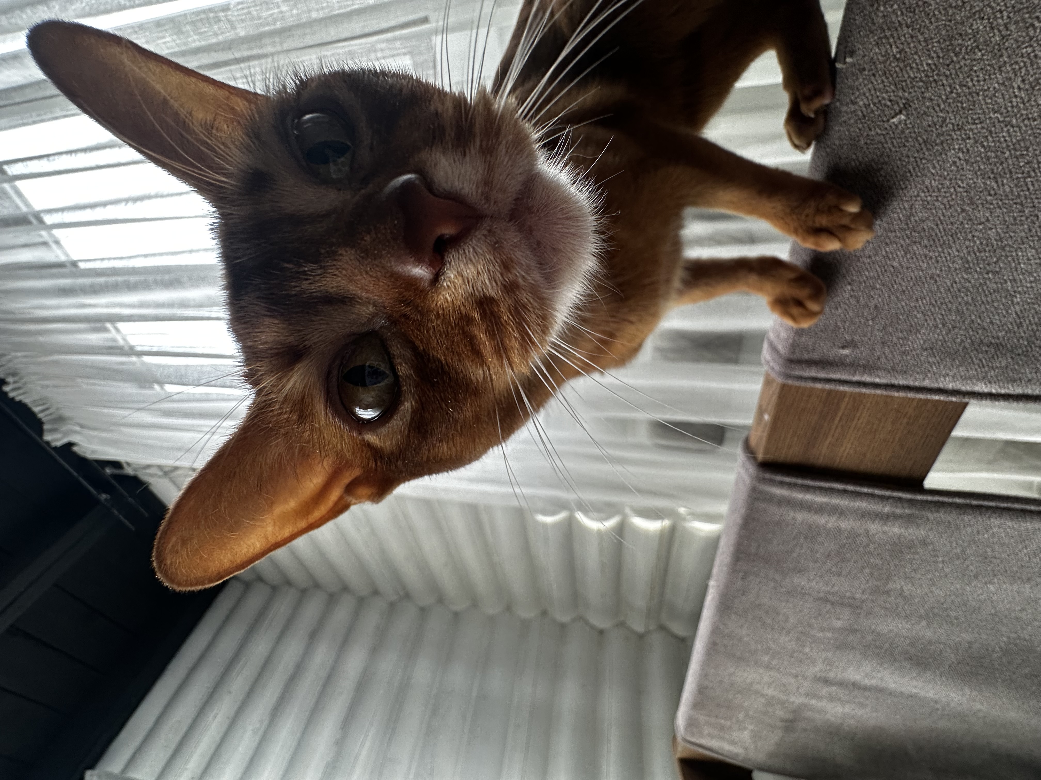 Она хотела стать звездой, и стала ей