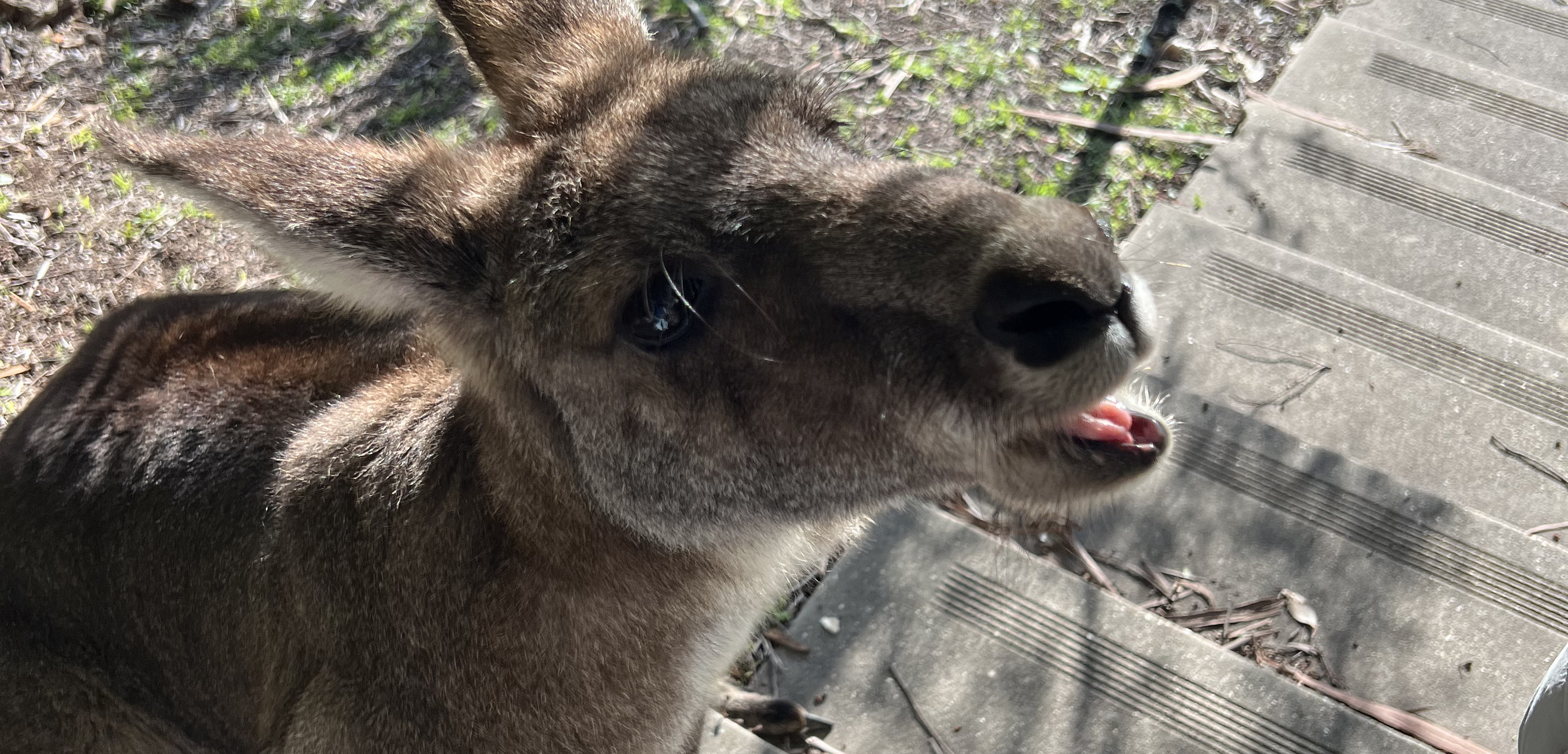 Как мы путешествовали по Австралии в сентябре 2025 года за 440 000 ₽