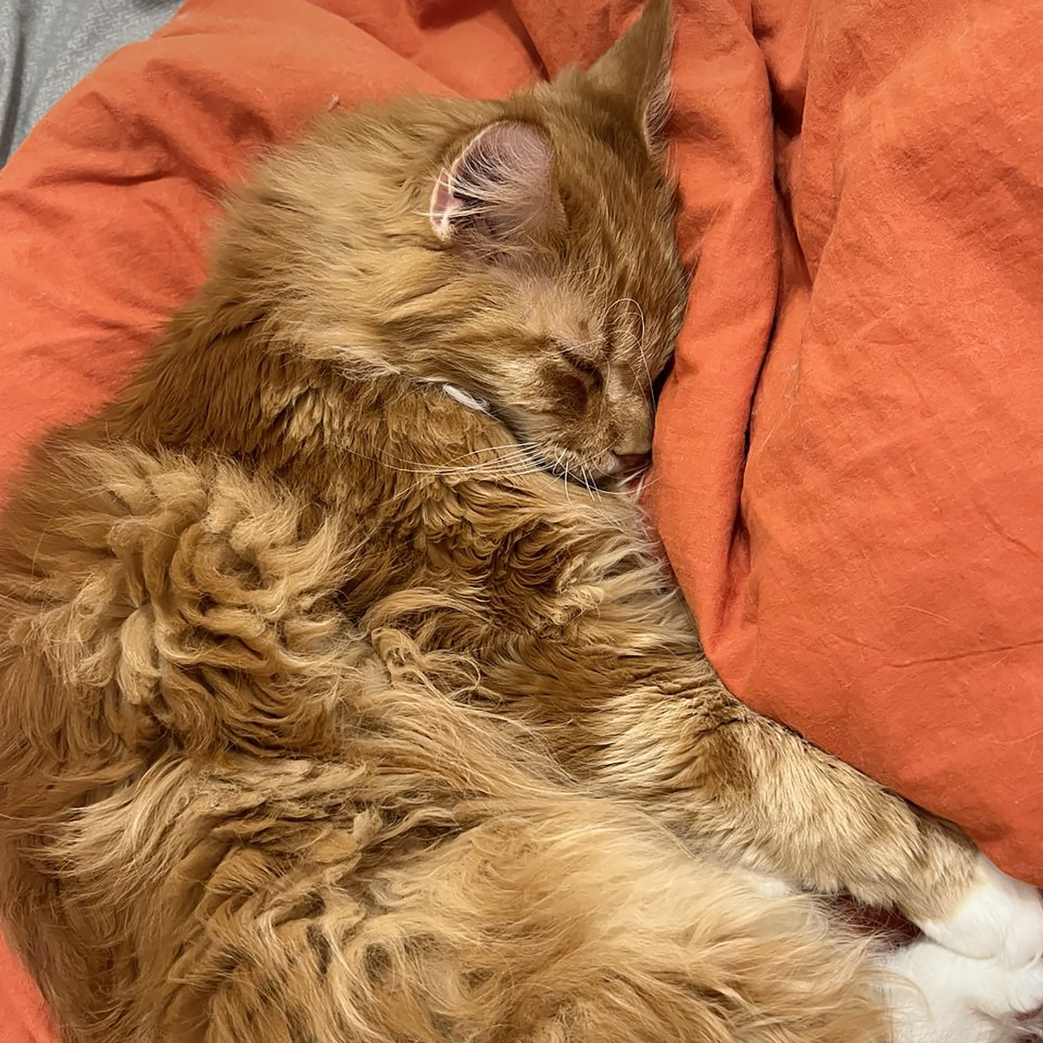 Кот спит рядом