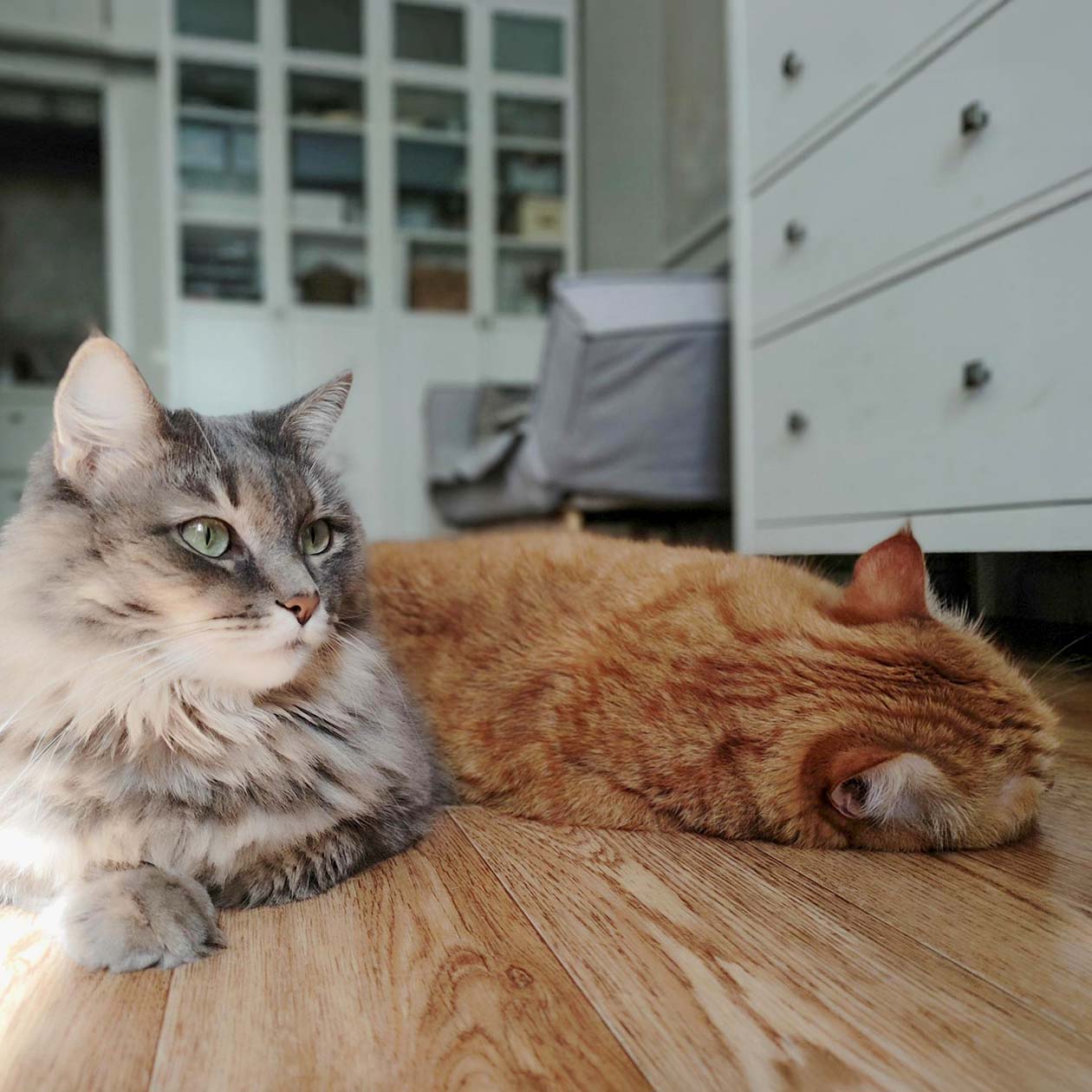 Котики спят