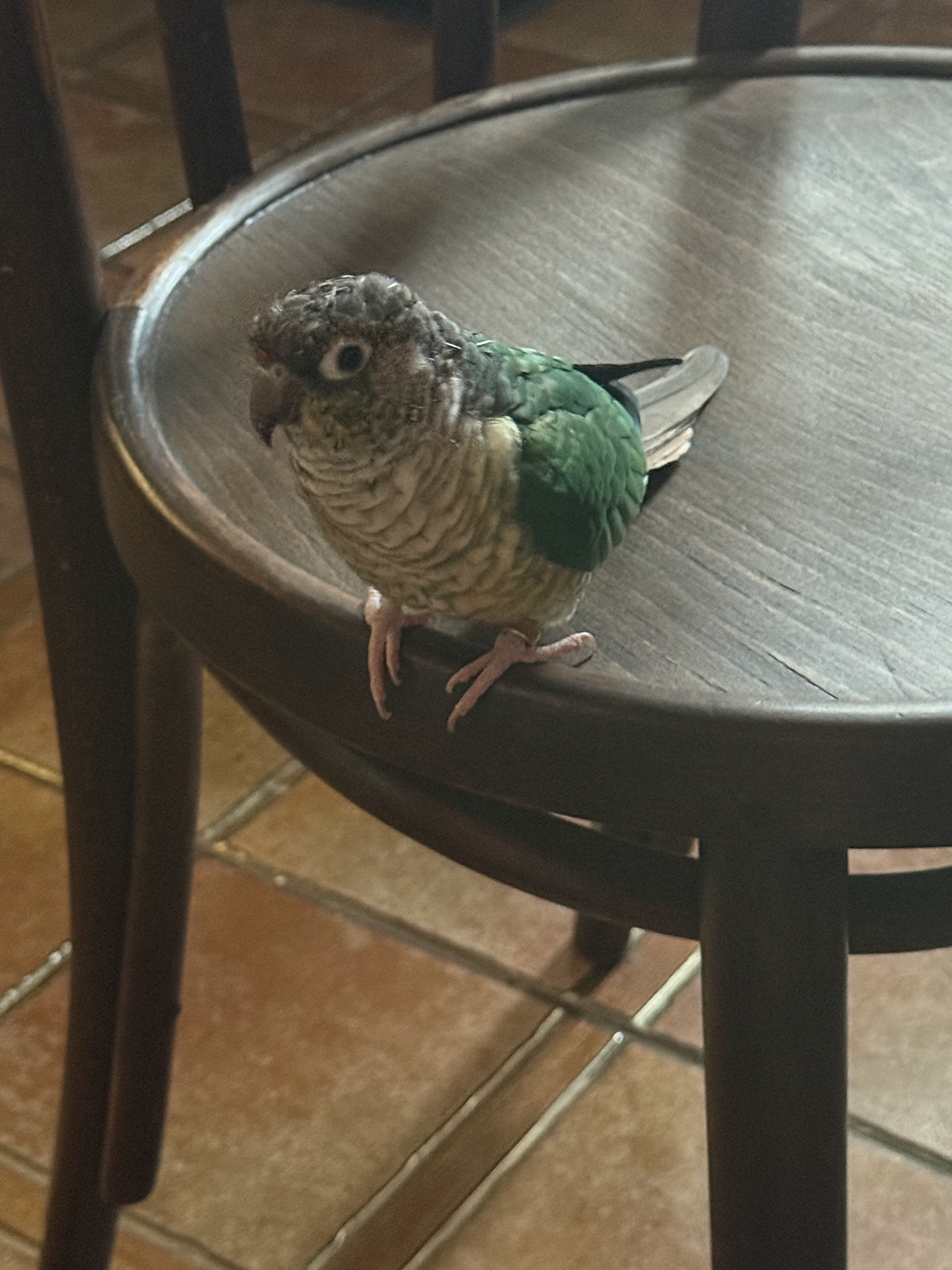 Попуг первый раз сел на стул А., смотрелось очень забавно