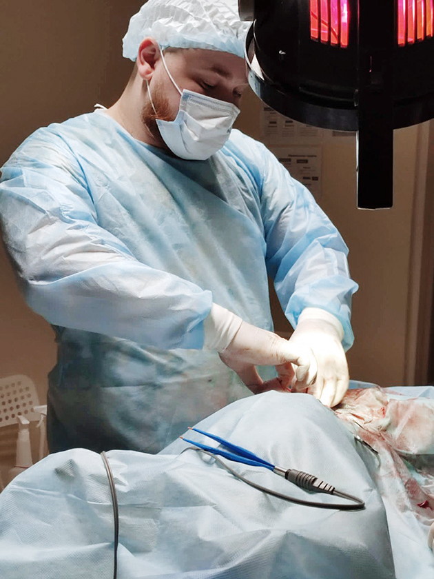 Ветеринар Александр Степанков проводит кесарево сечение