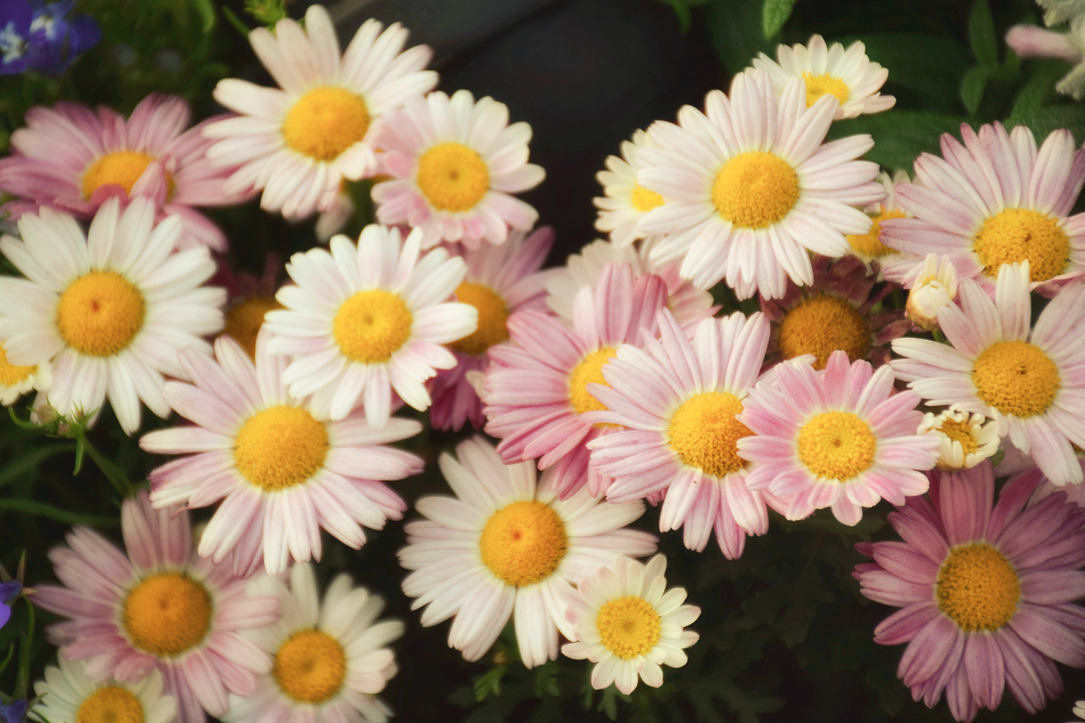 Маргаритки расцветают в конце мая — начале июня и цветут до середины июля. © Amelia Wong / Shutterstock / FOTODOM