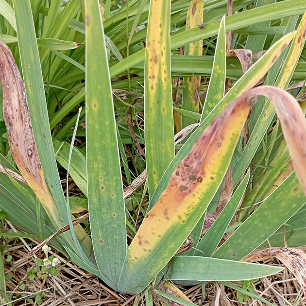 Гиперспориоз на листьях. © Людмила Глухих