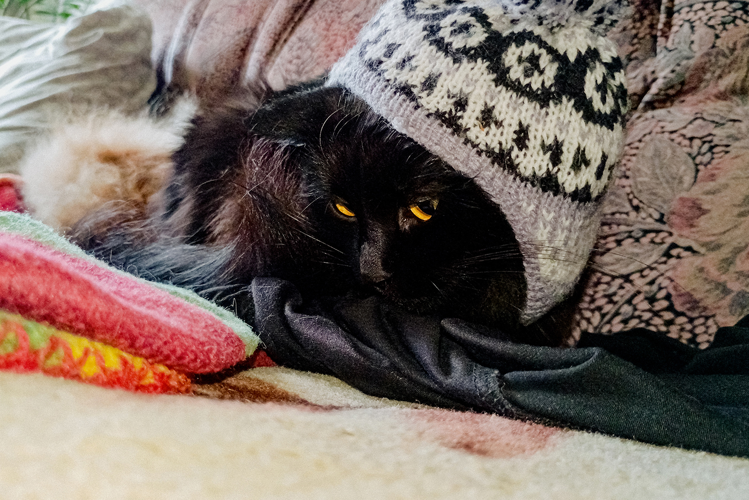 Шапочка на кошке продержалась минуту